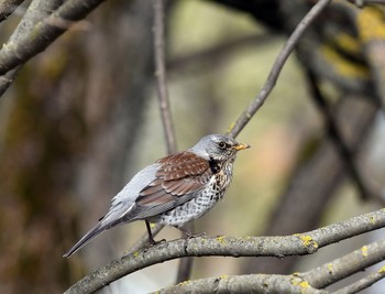 Thrush Wacholderdrossel / ***