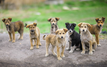 small dog gang / ***