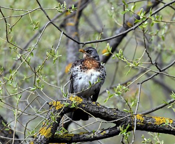 Thrush Wacholderdrossel / ***