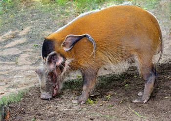 Red River Hog / ***