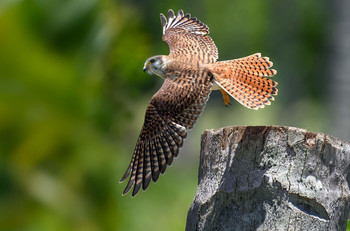 American kestrel (Falco sparverius) / ***