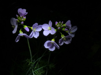 Wiesenschaumkraut / beleuchtet mit einer LED-Taschenlampe