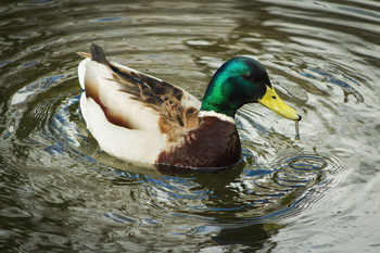 Ente / ***