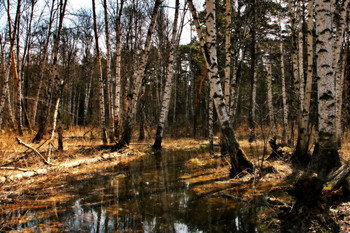 Frühling im Wald. / ***