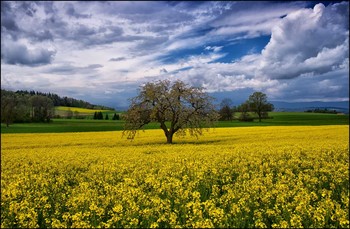 Goldener Frühling / Kirschbaum