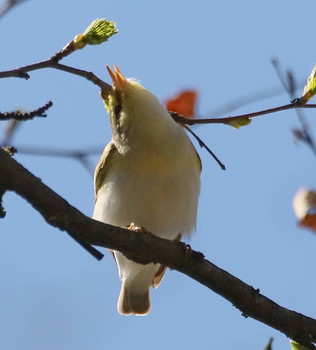 An der Frühlingssonne / ***