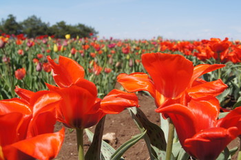 Tulips / ***