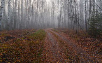 in den herbstlichen Wald / ***