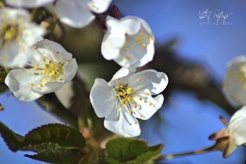 Frische / Wildkirschblüten gegen den Himmel