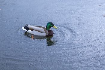 Ente / ***
