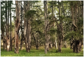 Old pine forrest / Old pine forrest on Zlatibor Mountain (west Serbia) captured with Nikon D5600 and Schneider Kreuznach Curtagon 35/2.8 (dkl). Pine trees in this forrest are few hundred years old.