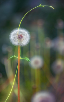 Der Tanz. / ***