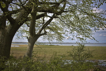 Frühling an der Ostsee / Landschaft an der Flensburger Förde