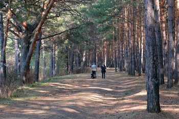 Spaziergang durch den Wald / ***