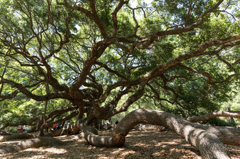 500 years old oak tree / Angel Oak, Charleston, SC