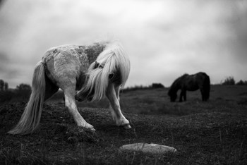 Spring Mare / Mare ridding itself of its winter coat.