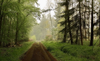 Nebel Blätter / ***