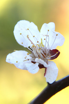 Apricot Blume / ***
