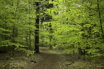 Frisch. Grün. / Wald im Frühling