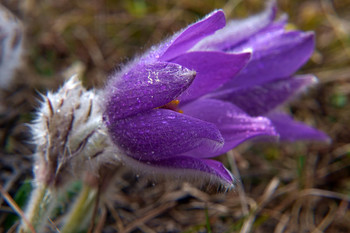 Pulsatilla Krim / ***