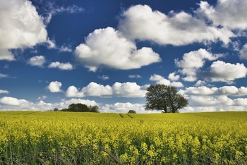 Was für ein Tag...! / Rapsblüte in der Landschaft Angeln.