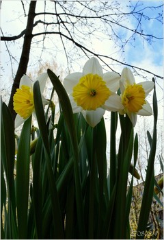 Aber in unserem Garten ... / [img]https://i.imgur.com/dB8WKsy.jpg[/img]
 [img]https://i.imgur.com/qXDbvTP.jpg[/img]
 [img]https://i.imgur.com/jm86Pf8.jpg[/img]