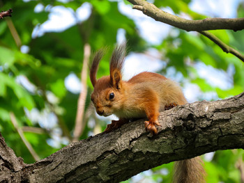 Eichhörnchen / ***