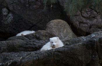polar foxes / smile ;)