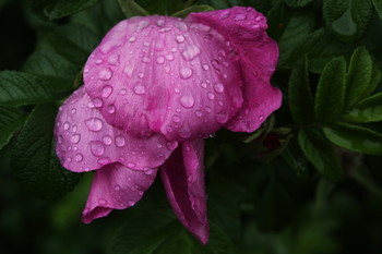 Nach dem Regen / ***