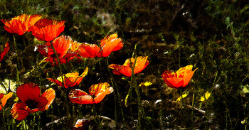 Mohn / ***