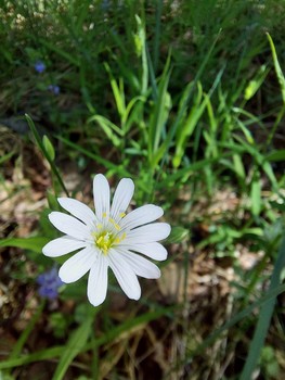 White Flower / ***