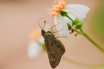 Butterfly and Flower / close up Butterfly and Flower with manual lens