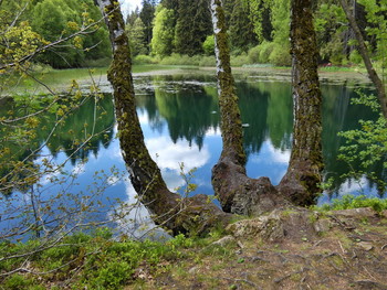 drei Birken am Teich / ein Teich im Solling