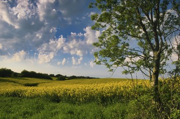 Ich liebe den Sommer... / Rapsfeld am Anfang des Sommers.