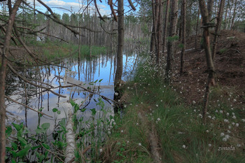 Wald Stille / ***