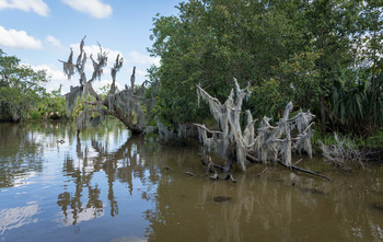 Louisiana swamp / Southern style