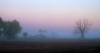 Morgennebel. / ***