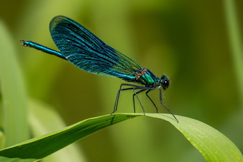 &nbsp; / Calopteryx splendens