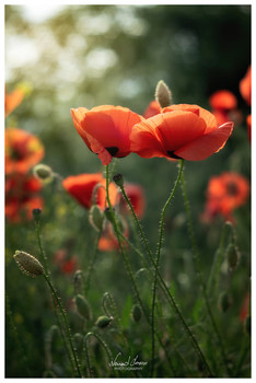 Poppy flowers / Poppy flowers at beautiful sunset.