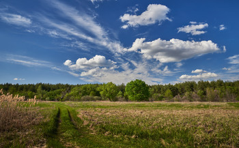 Wolken über den Wald / ***