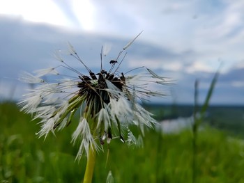 Taraxacum / ***