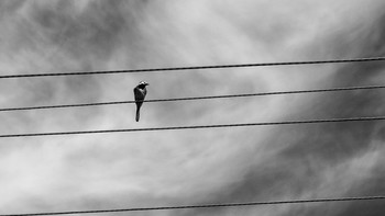 Über den Vogel / ***