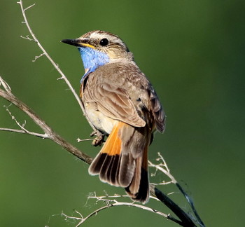 Blaukehlchen / ***