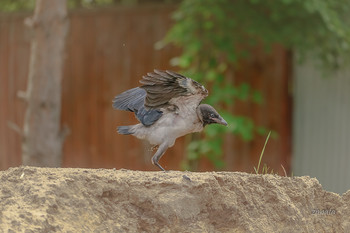 Erstflug / ***