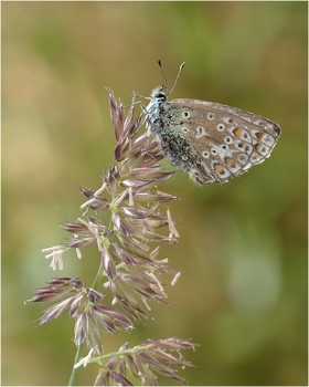 Kupfer-Schmetterling / ***