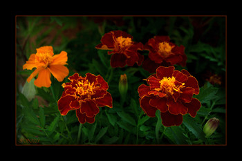 &nbsp; / [img]https://i.imgur.com/w79yG2j.jpg[/img]