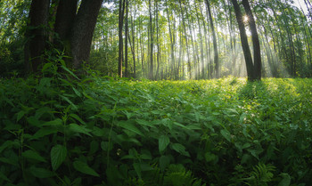 auf seinem Weg zum Licht / ***