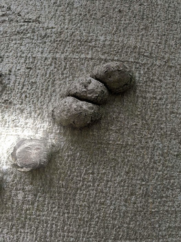 Wolf / Aus einem Traum