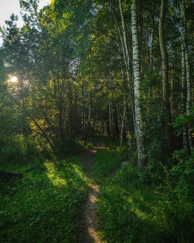 Wald. / ***