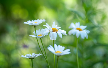 Gänseblümchen / ***